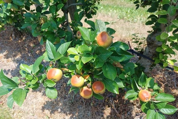 mr-manzanas