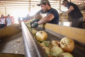 limpiando-cebollas-300x200