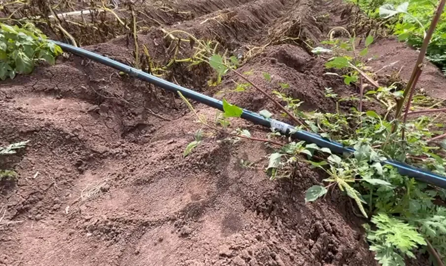 tecnificacion-de-riego-desafio-clave-para-el-campo-sinaloense-17702232771