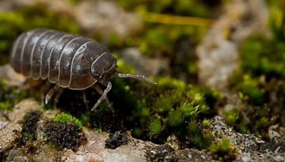 bicho-bolita-soloriego