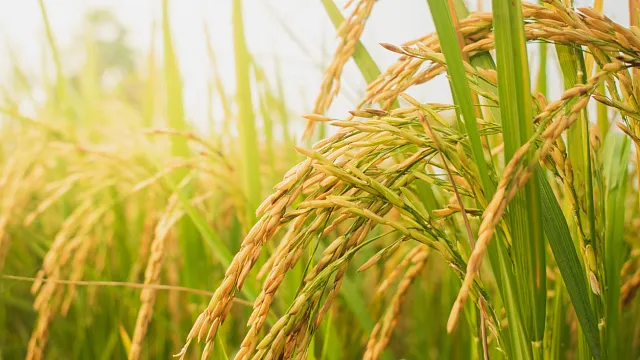 mdtd4plol146l3a0t7dufayz8wmeo3jp