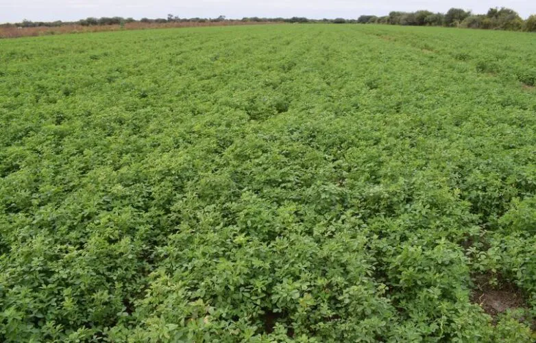 realizaran-una-jornada-sobre-uso-agronomico-del-yeso-en-sistemas-alfalferos-en-la-zona-de-riego-del-salado-sur-782x500