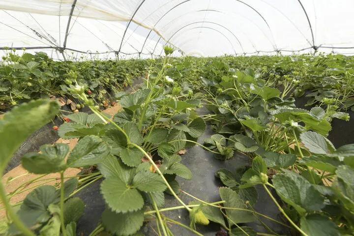 Rivulis_Riego por goteo