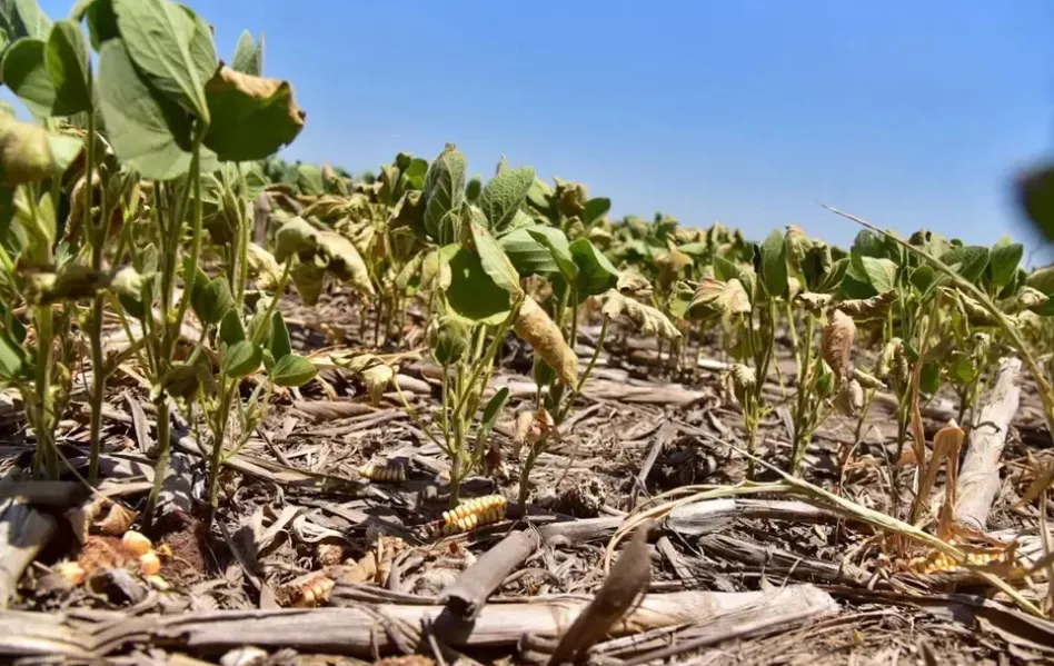 soja con golpe de calor