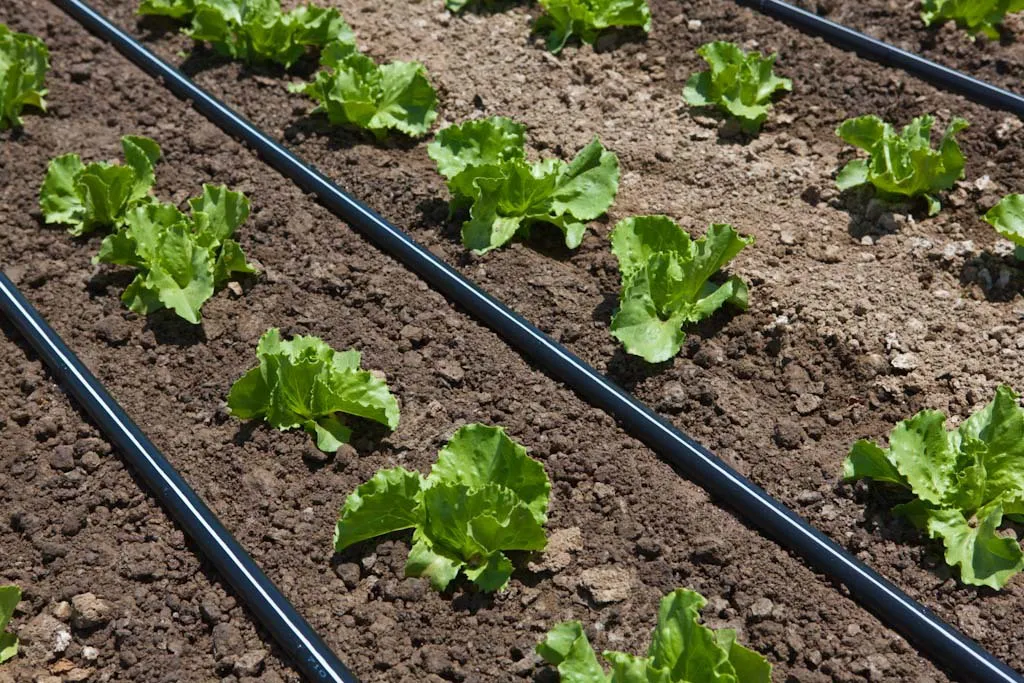 Rivulis_Riego inteligente