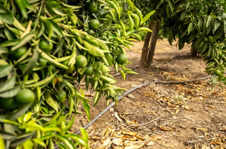 kilimo-riego-goteo-citricos