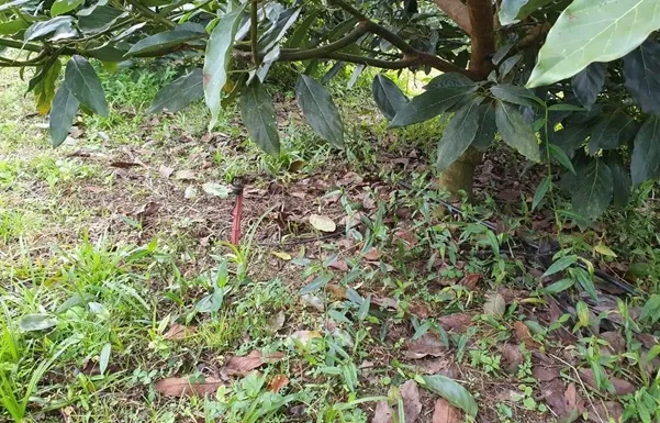 Rivulis AquaSmart 2002 en un huerto de aguacates