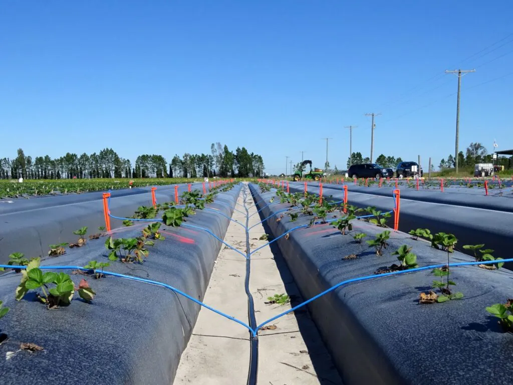 Strawberry-irrigation_microsprinklers_120324-smaller-1024x768
