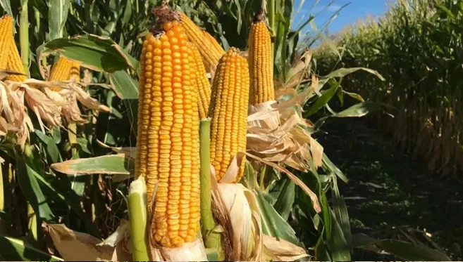 mr-maiz riego nor patagonia