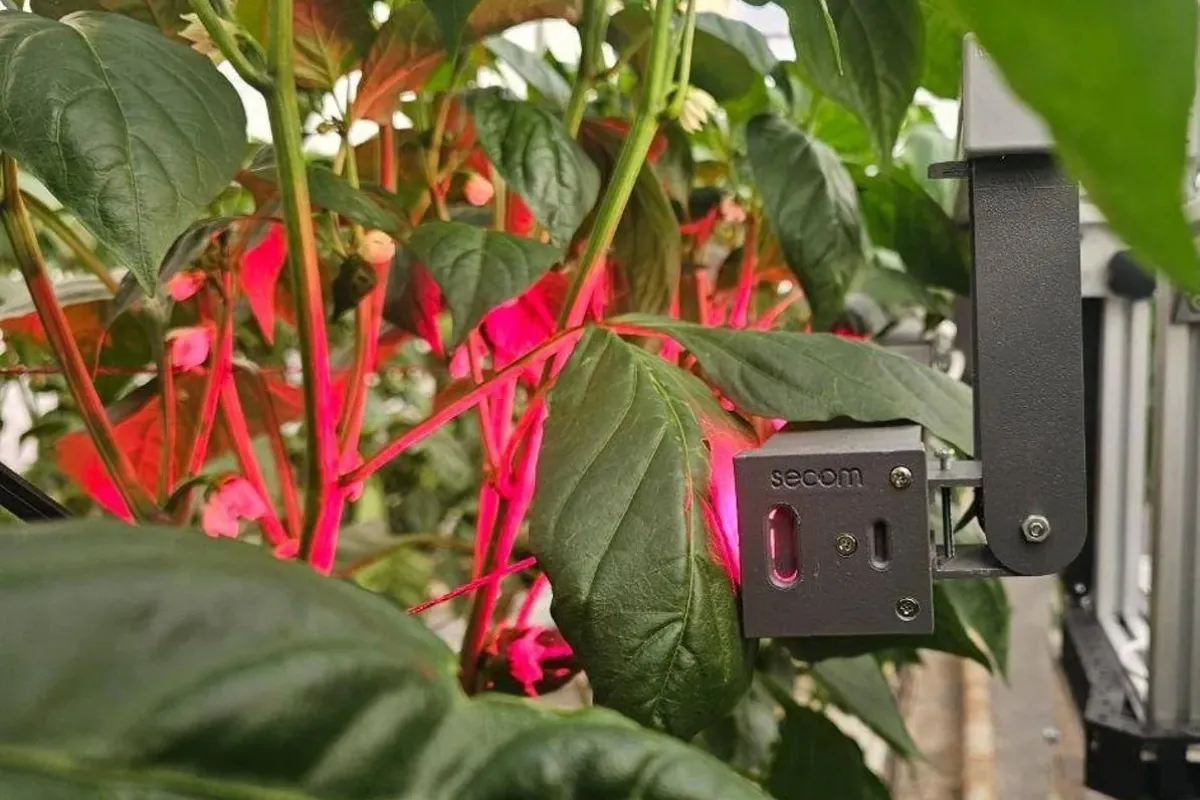 img_16663pimiento luces LED