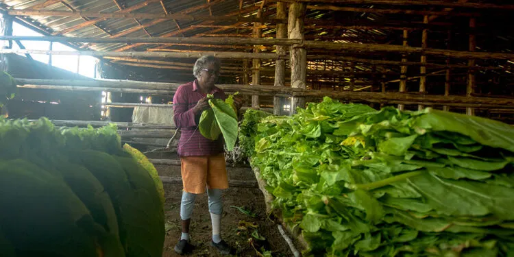 Productores-de-tabaco_Otm_22-750x375