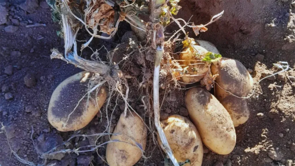 mr-papa traslasierra 2