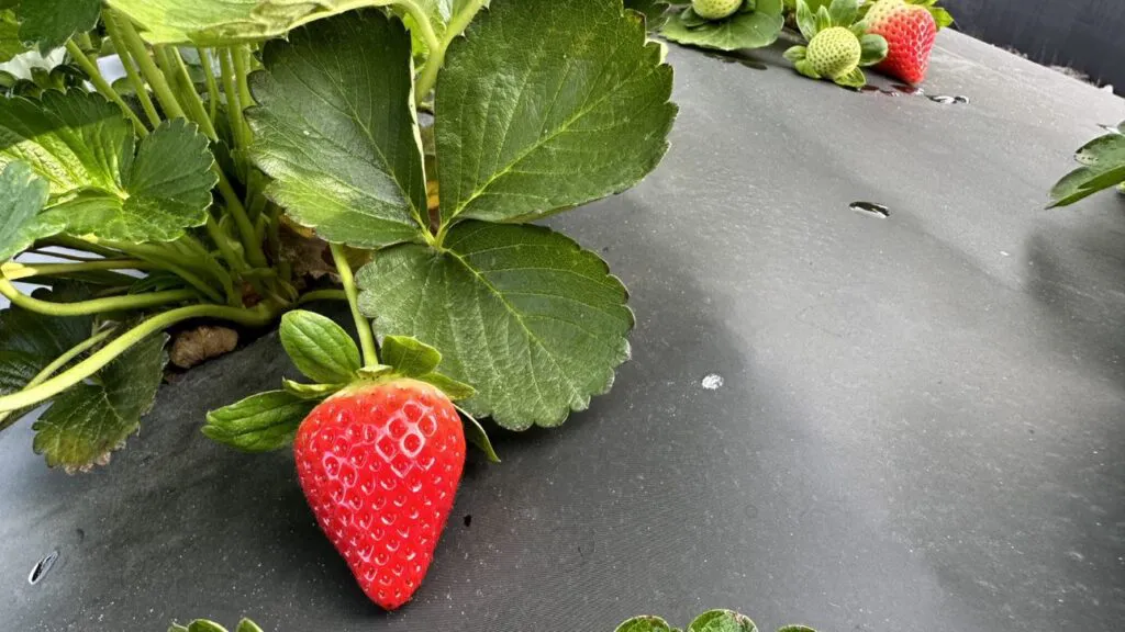 Strawberry-season_Medallion_012323-1024x576