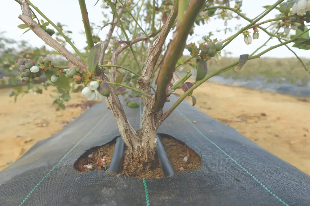 Plantaciones de arándano