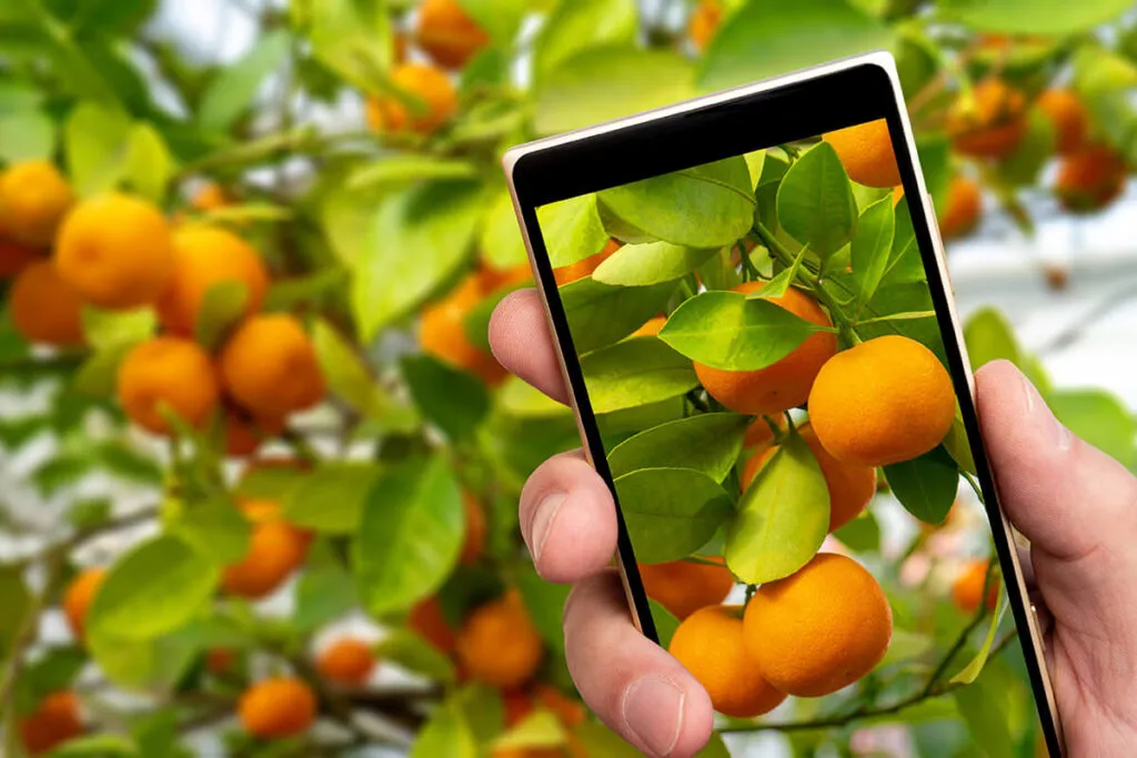 citricos-movil-1024x683-1