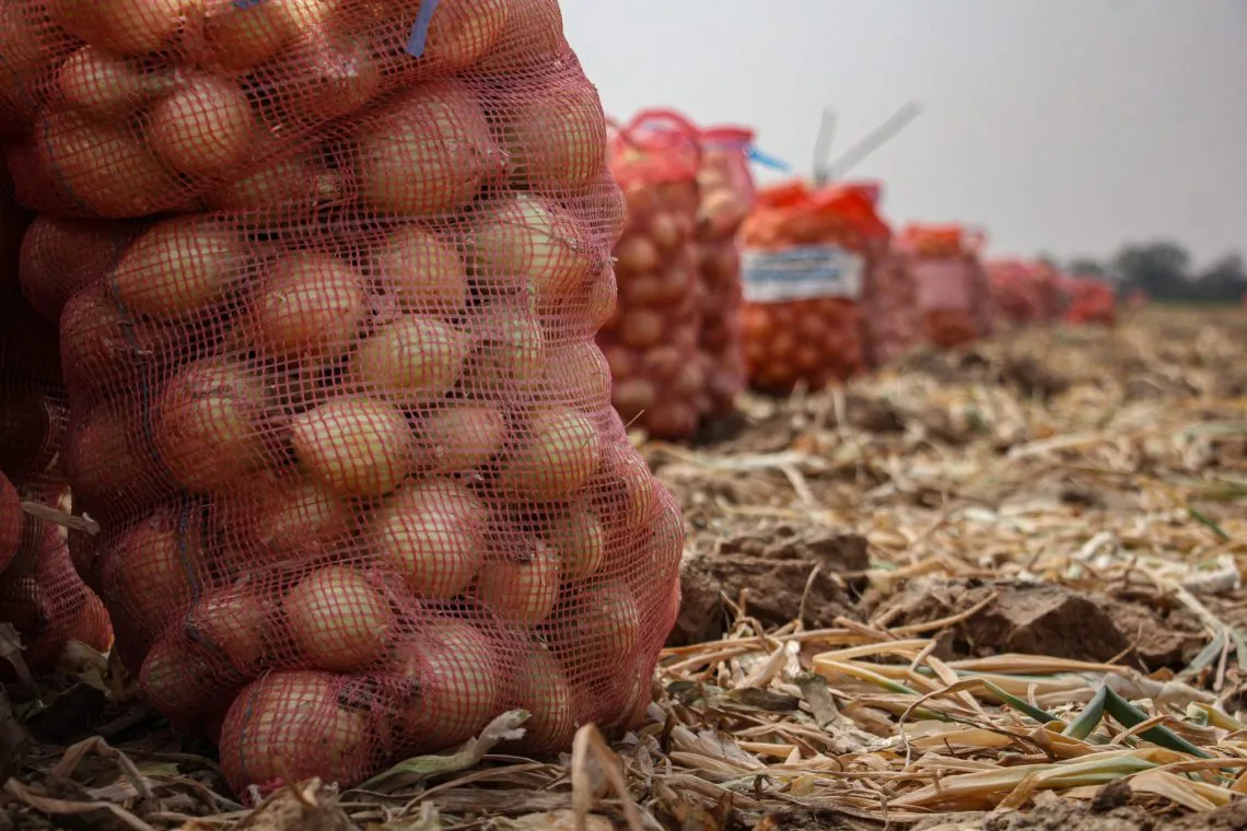 cebollas-en-bolsa-chaco-1140x760