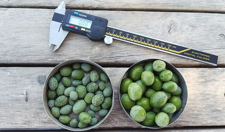 1729166212247Aceitunasestudioest