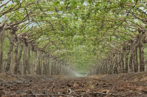 Rivulis Rondo en el huerto de kiwis